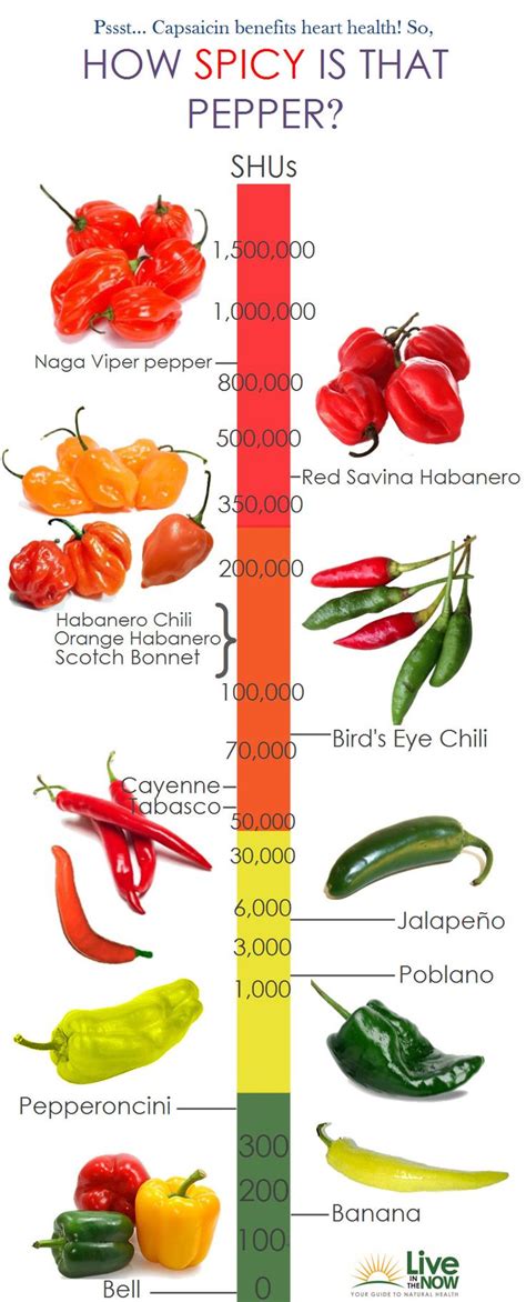 Bush chili magic vanishing